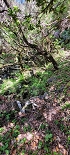 Plants: image 57 Of 208 Thumb